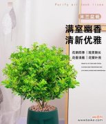 探索米兰花的神秘花语 米兰花的花语与含义解析