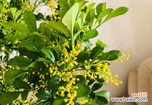 盛开于困境中的生命之花 米兰花的象征——美丽与希望