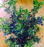 探寻米兰花语的深层意义与文化 米兰花语