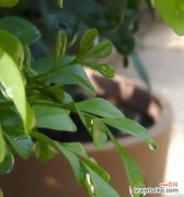 探索米兰花的象征与寓意 米兰花语