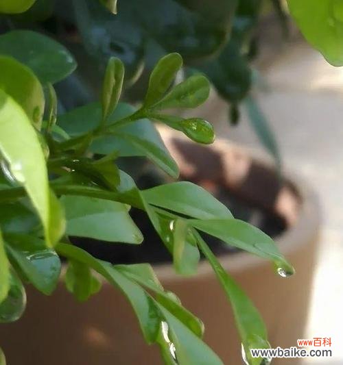 探索米兰花的象征与寓意 米兰花语