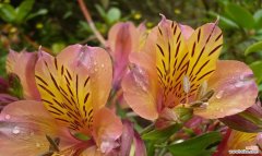 揭秘秘鲁百合的含义与象征 秘鲁百合