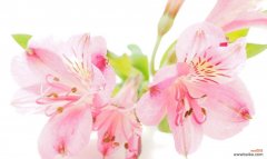 秘鲁百合花语的深刻寓意与传统意义 秘鲁百合花语