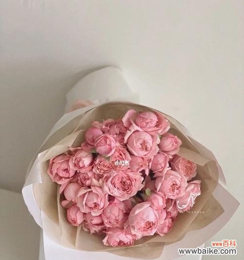 探索蜜桃玫瑰的内涵及其在文化中的重要地位 蜜桃玫瑰的寓意与象征