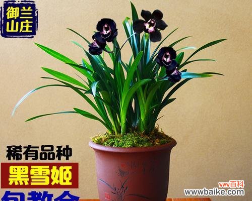 墨兰花的美与意义 墨兰花语——坚强不屈的象征