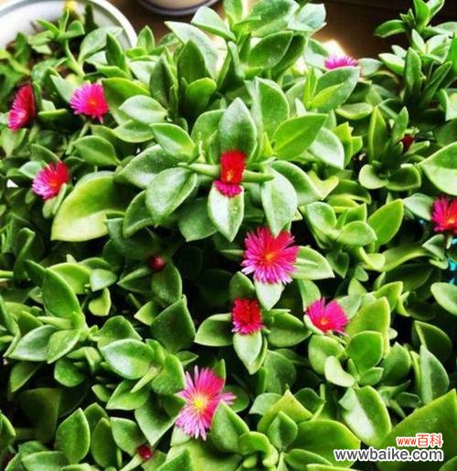 盛世花开 牡丹吊兰花语