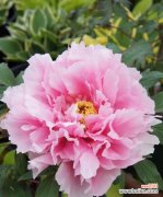 揭示美丽花卉的深刻内涵 花开寓意