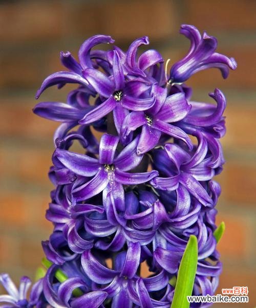 风信子花语是什么？各色风信子寓意有何不同？