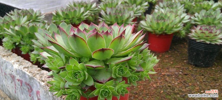 观音种类有哪些？各自的寓意是什么？