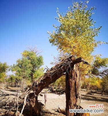 胡杨树象征着什么人？胡杨树的寓意和象征意义是什么？