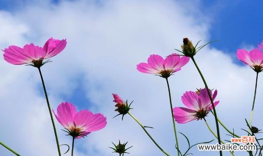 格桑花代表爱情吗?格桑花的爱情花语解读?