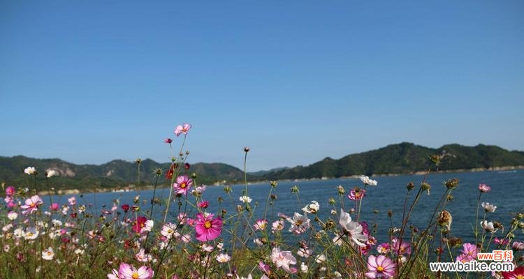 格桑花代表爱情吗?格桑花的爱情花语解读?