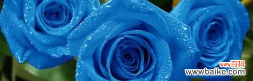 各种颜色玫瑰花代表什么？花语含义有哪些常见疑问解答？