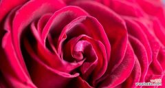 各种颜色玫瑰花代表什么？花语含义有哪些常见疑问解答？