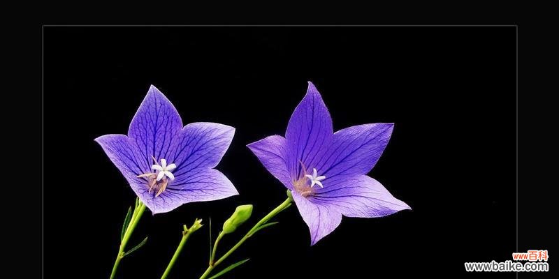 黑色的花有哪些及其花语是什么？