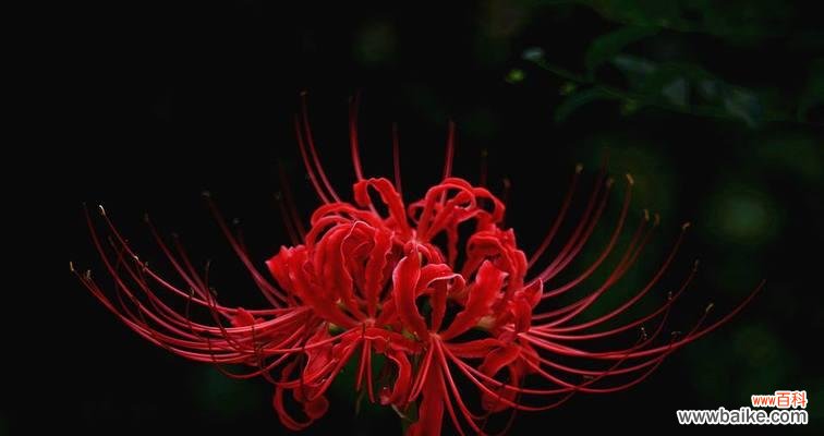 黑色的花有哪些及其花语是什么？