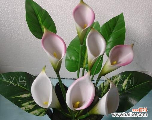 马蹄莲花语是什么意思?马蹄莲寓意有哪些常见问题解答?