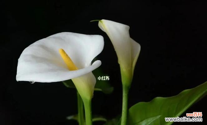 马蹄莲花语是什么意思?马蹄莲寓意有哪些常见问题解答?