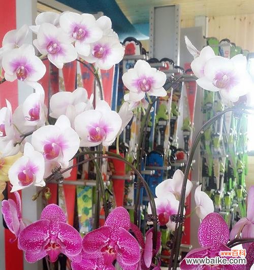 蝴蝶兰的花语是什么?如何用蝴蝶兰表达爱意?