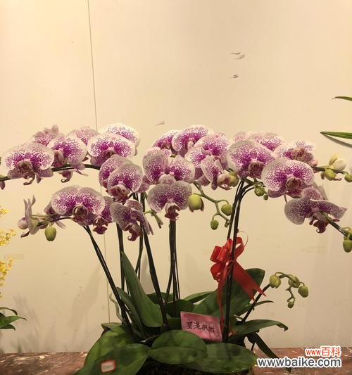 蝴蝶兰的花语是什么?如何用蝴蝶兰表达爱意?