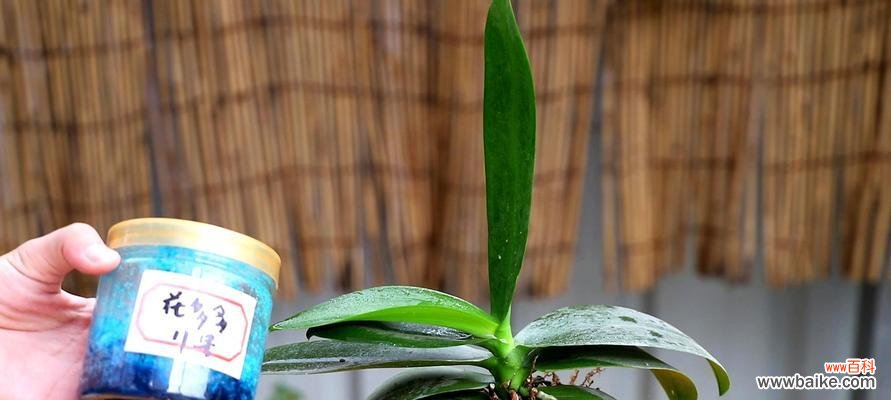 蝴蝶兰中几苗几梗是什么意思?如何正确理解?