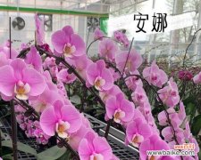 蝴蝶兰中几苗几梗是什么意思？如何正确理解？