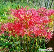 花草忽地笑的花语是什么？有哪些相关传说？