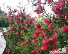 花千层花代表什么意思？花语和象征意义是什么？