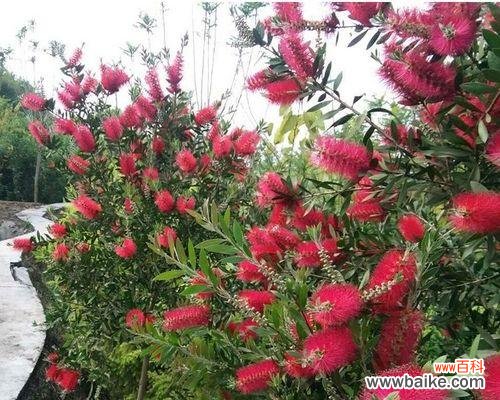 花千层花代表什么意思？花语和象征意义是什么？