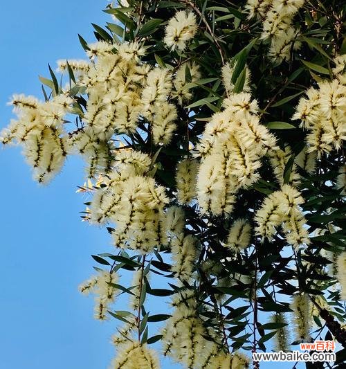 花千层花代表什么意思？花语和象征意义是什么？