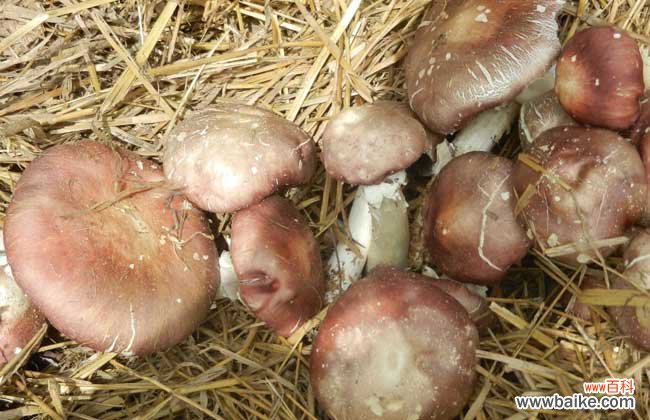 牛粪种蘑菇技术