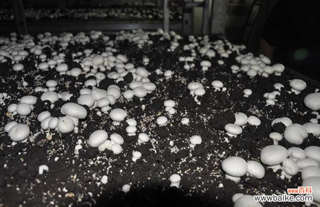 牛粪种蘑菇技术