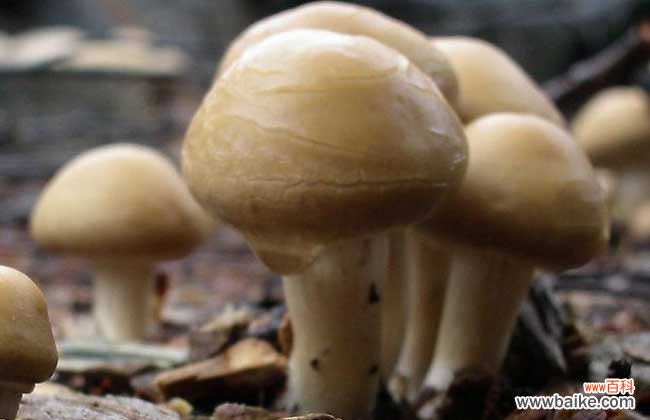 牛粪种蘑菇技术