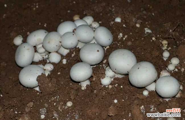牛粪种蘑菇技术