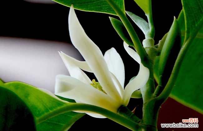 白兰花的花语和故事传说