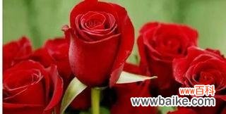 了解十二支玫瑰的特别含义，送上最贴心的祝福 十二支玫瑰花花语解读