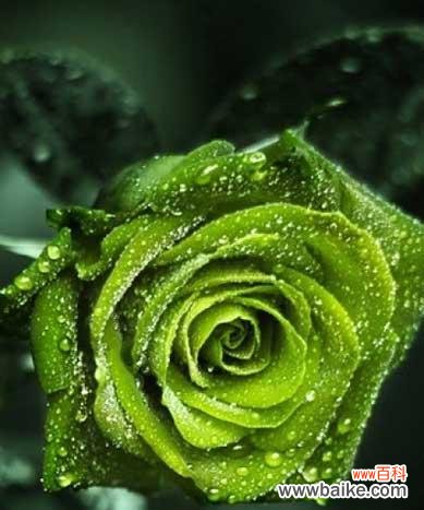 了解十二支玫瑰的特别含义，送上最贴心的祝福 十二支玫瑰花花语解读