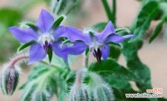 寓意丰富的花朵 琉璃苣的花语