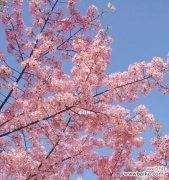 美丽绽放，散发着情感与希望 樱花的花语寓意