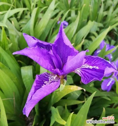 寓意深刻,神秘而高贵 蓝色鸢尾花的花语