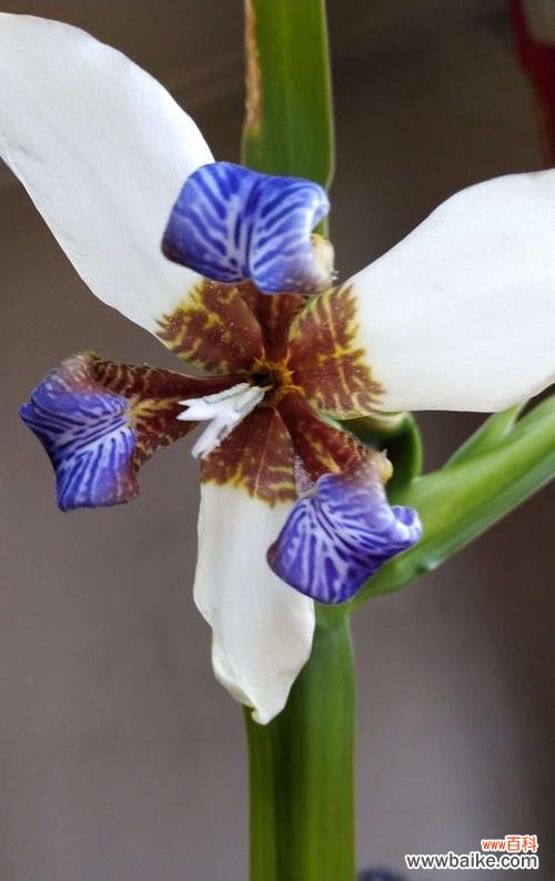 寓意深刻,神秘而高贵 蓝色鸢尾花的花语