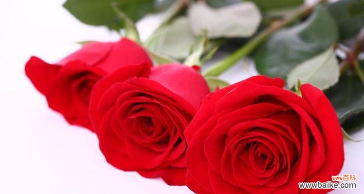 从爱情到感恩,这些花语你了解吗? 花语探秘