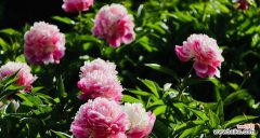 以牡丹花开为主题的寓意探析 牡丹花开，寓意繁花似锦