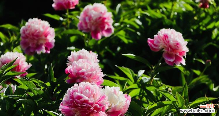 以牡丹花开为主题的寓意探析 牡丹花开,寓意繁花似锦