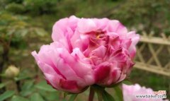 绽放绚烂的花海 牡丹花语传说——花开如锦，传承千年的神秘之花