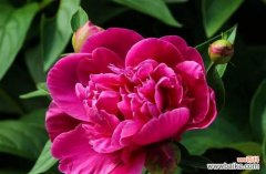 揭示牡丹在文化与艺术中的意义与价值 牡丹之美