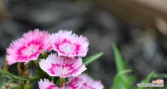 康乃馨盆景花语传递母爱 母亲节康乃馨盆景花语