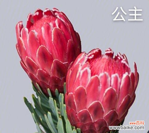 揭秘木百合的花语 木百合的花语与其深层寓意