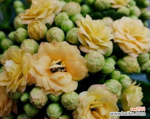 传递长寿祝福的花语 长寿之花