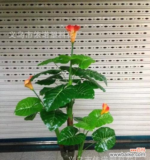 用心栽培 盆景滴水观音的花语——寓意与护理